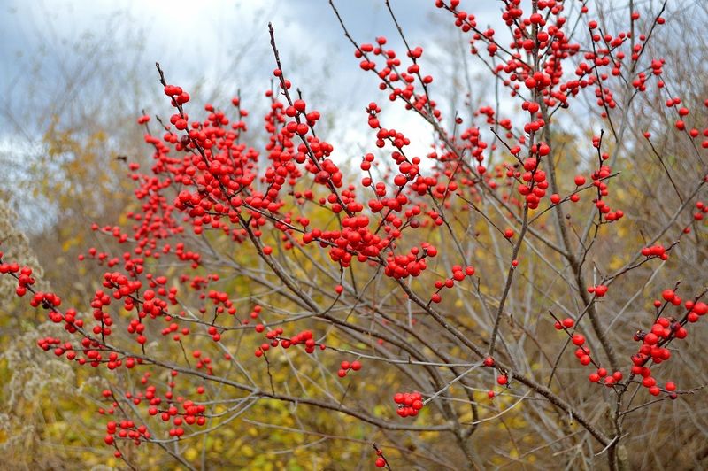Choose a planting that can keep contributing