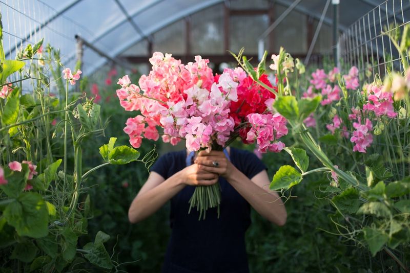 Sweet Peas