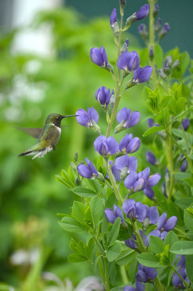 Blue Wild Indigo (Baptisia australis)