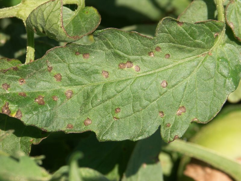Early Blight