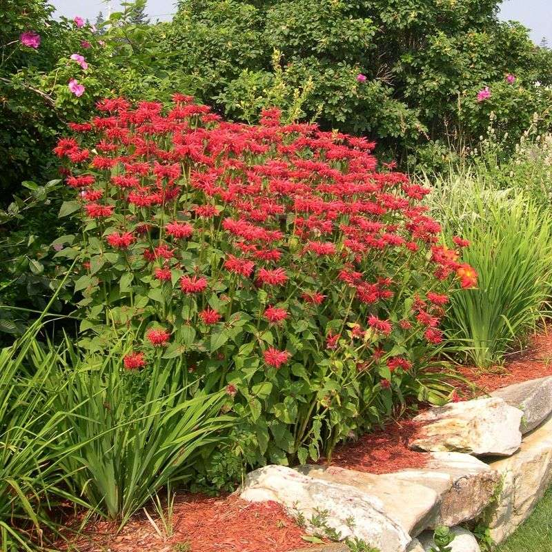 Bee Balm (Monarda)