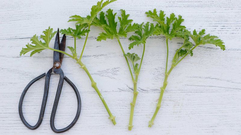 For Cuttings: Propagate New Plants