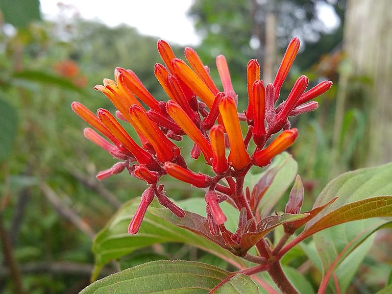 Firebush (Hamelia patens)