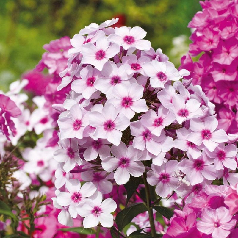 Garden Phlox