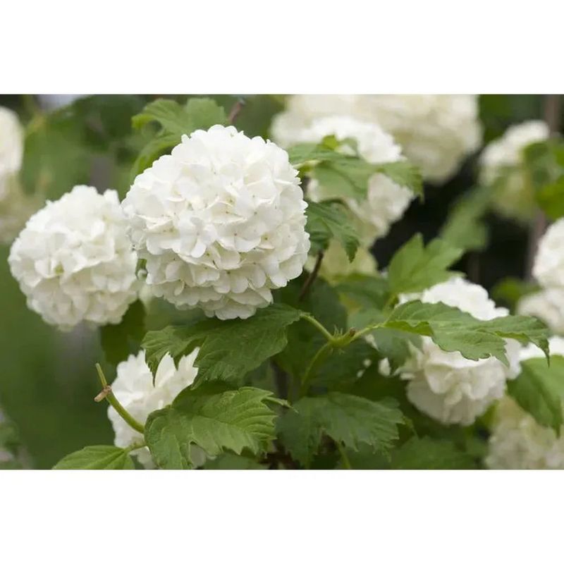 Check and Adjust Soil pH (for Bigleaf and Mountain Hydrangeas)