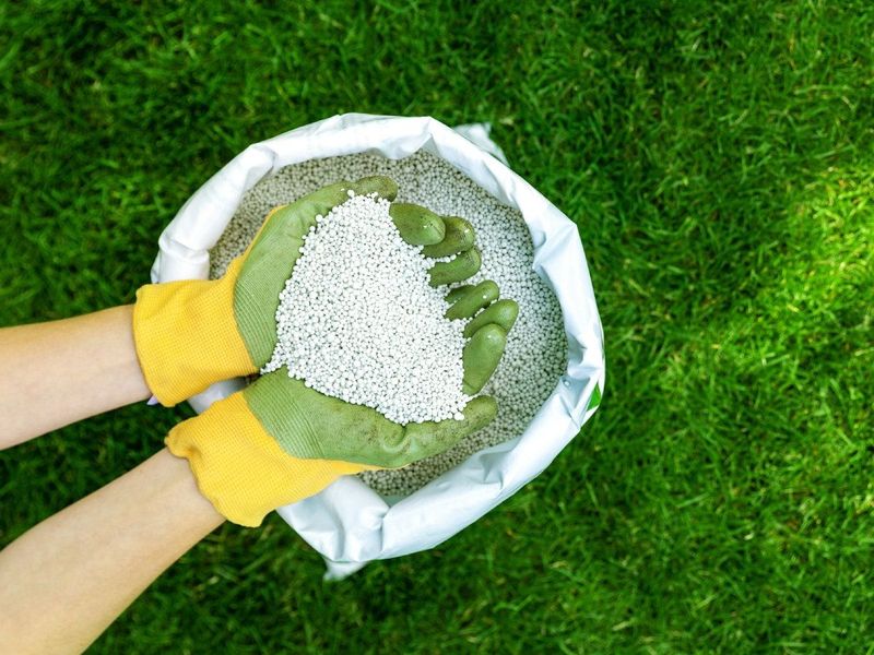 Avoid Fertilizing in August