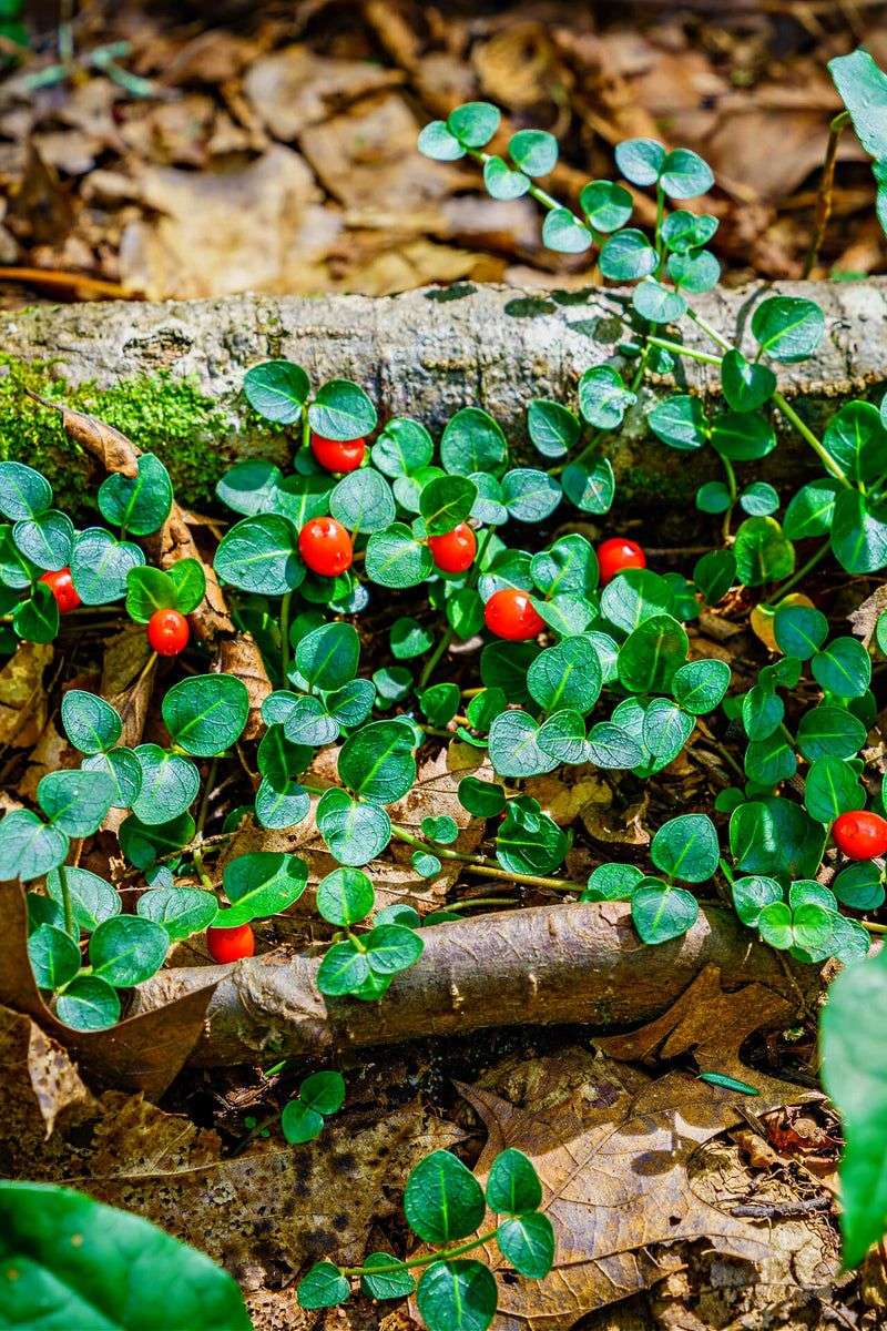 Partridgeberry (Mitchella repens)