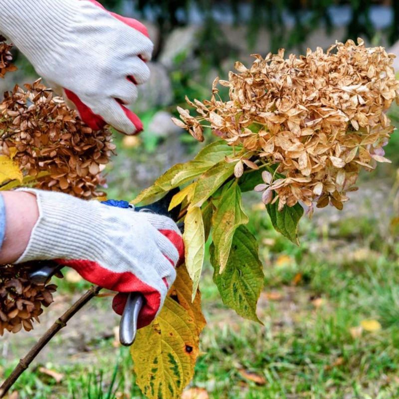 Deadheading is optional cleanup