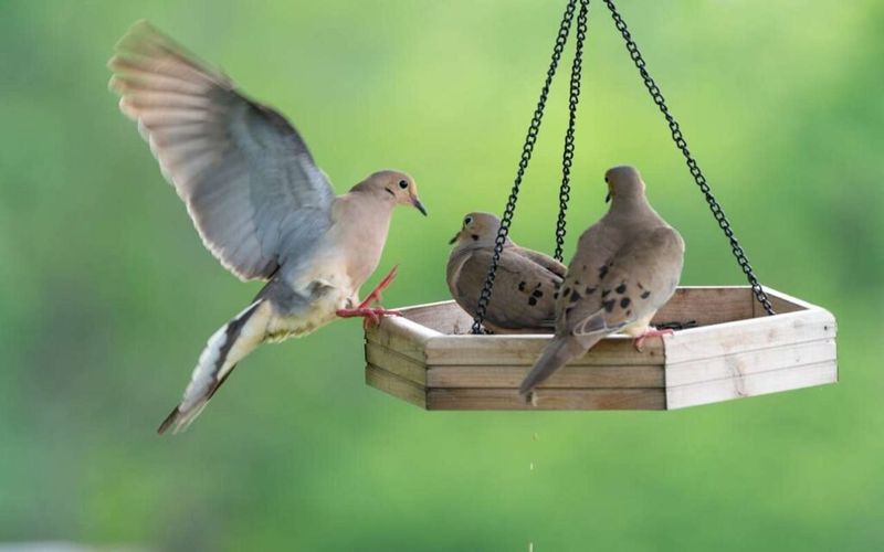 Mourning Doves