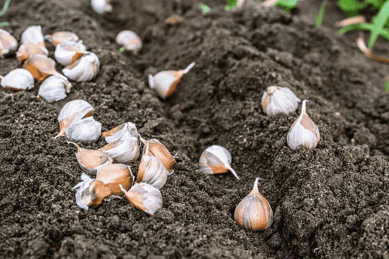 Choose clean cloves suited to your region