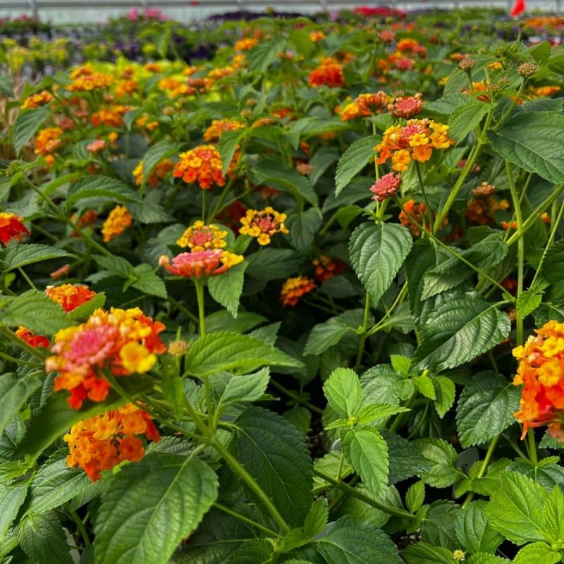 Trim to improve the odds, not to force a frost-date promise
