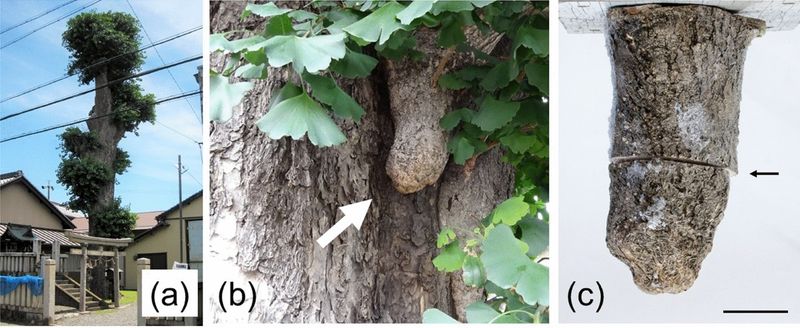 Ginkgo keeps dormant growth close to the trunk