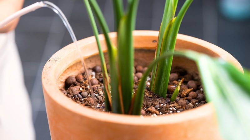 Reset salt-stressed plants and skip the bloom booster