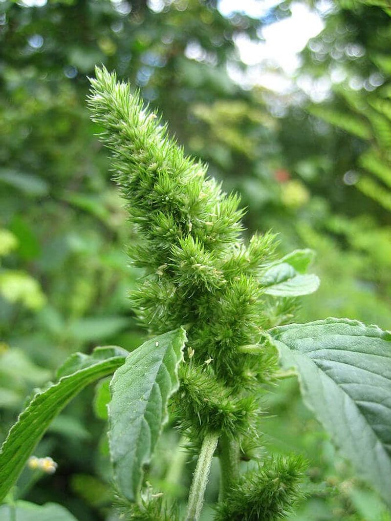 Food and medicine claims need species-specific evidence