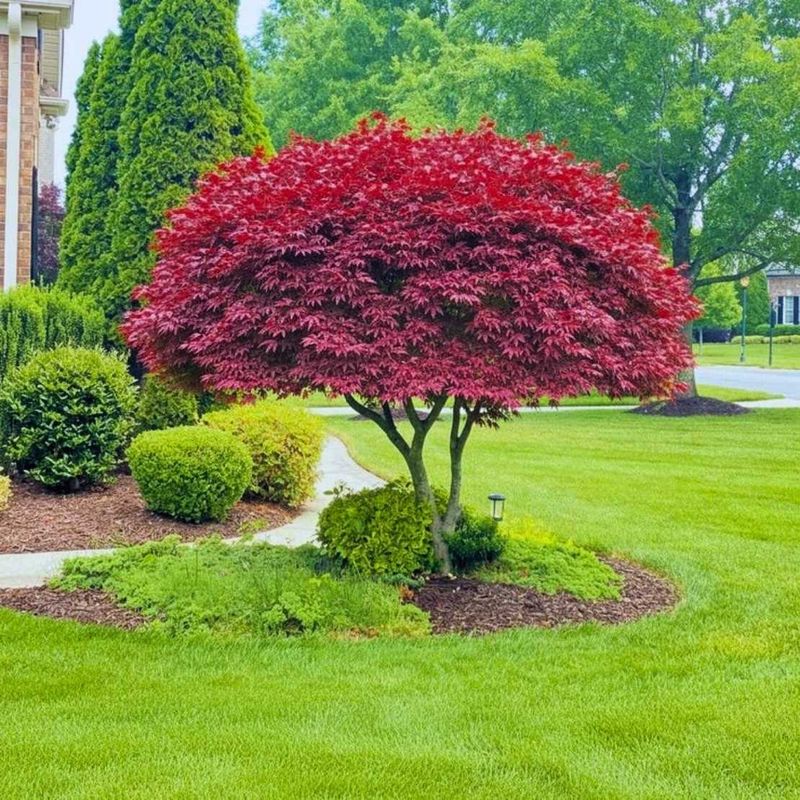 Japanese Maple