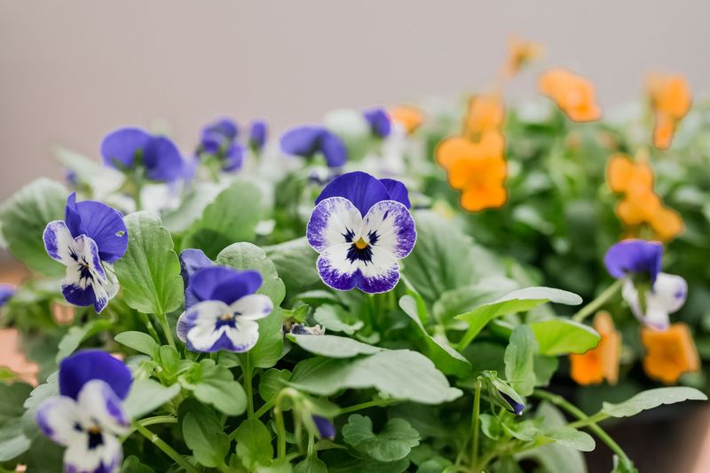 Violas: The Freeze-Proof Winner