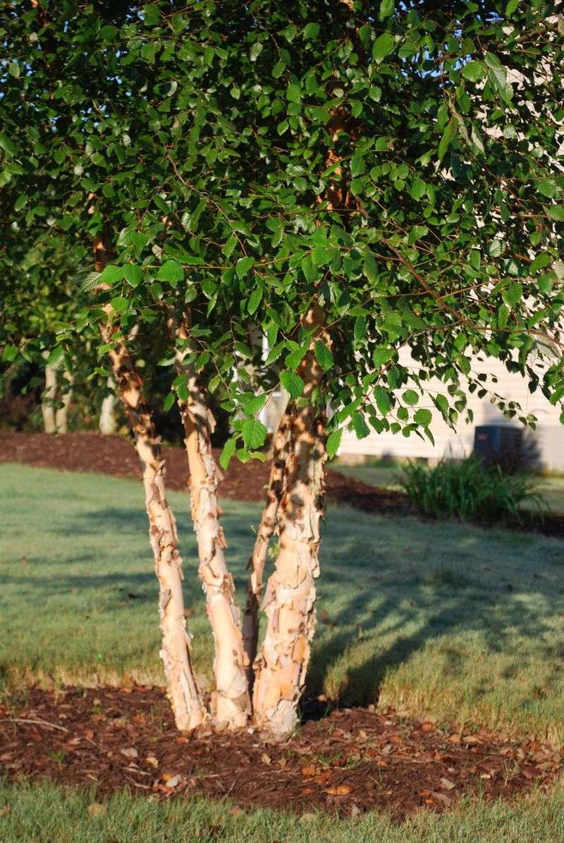 River Birch (Betula nigra)