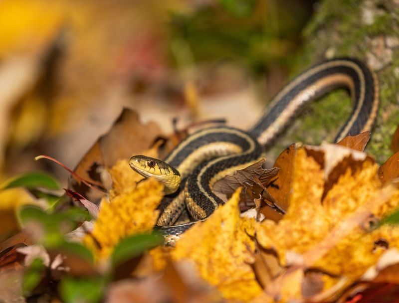 Garter Snakes
