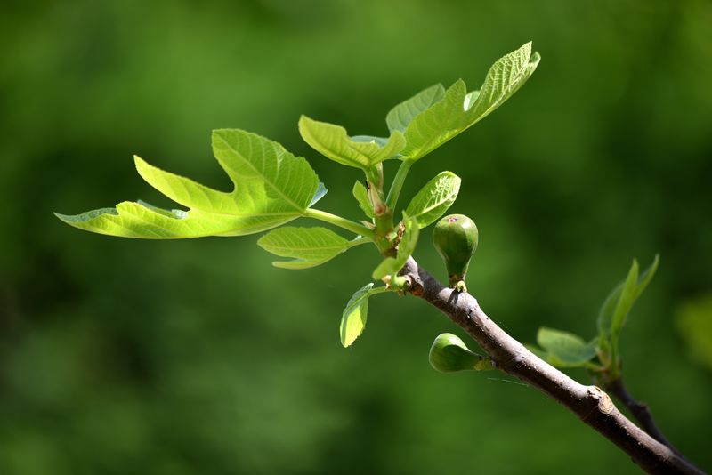 Pinch New Shoots in Early Summer