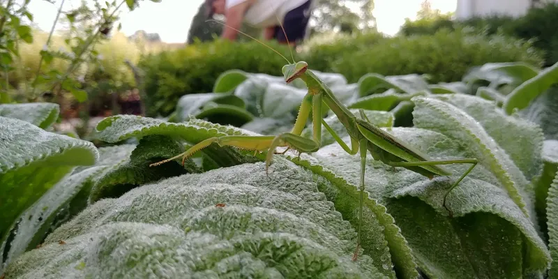 What does one mantis actually say about your yard?