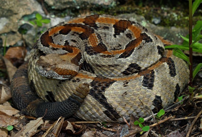 A yard-edge sighting fits some parts of North Carolina better than others