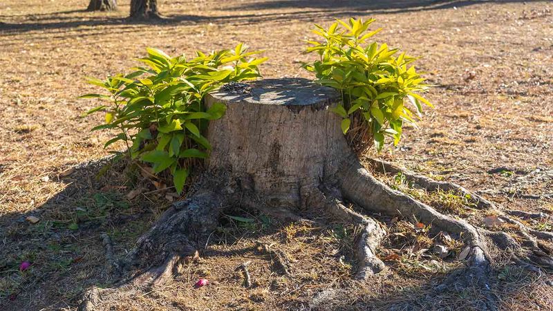 What to do if the stump is sending up sprouts