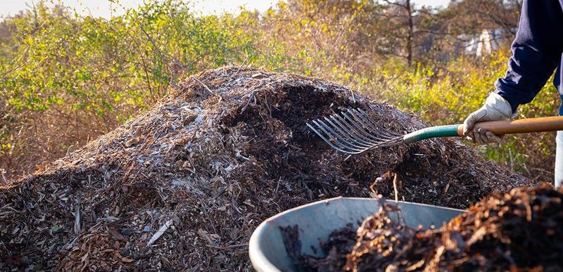 Keep walnut debris out, but treat mulch advice cautiously