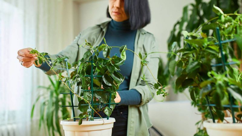 Let soil moisture—not a schedule—guide watering