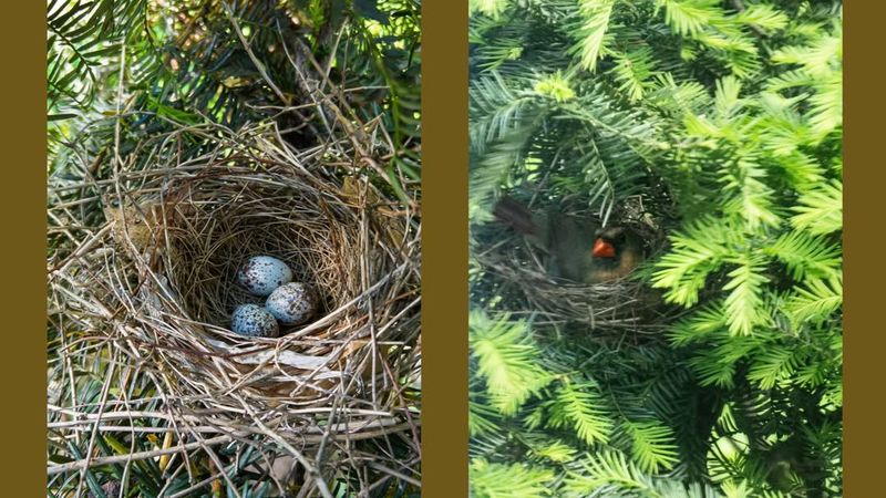 Dense Evergreen Shrubs and Thickets