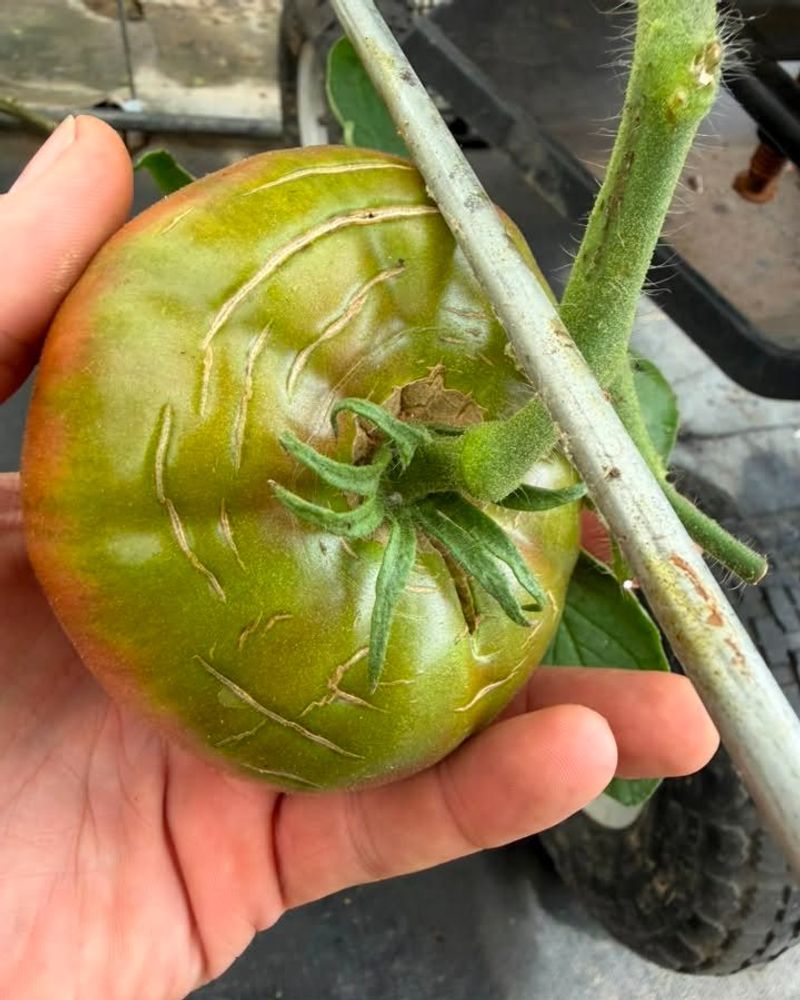 Inspect a cracked tomato before deciding what to do