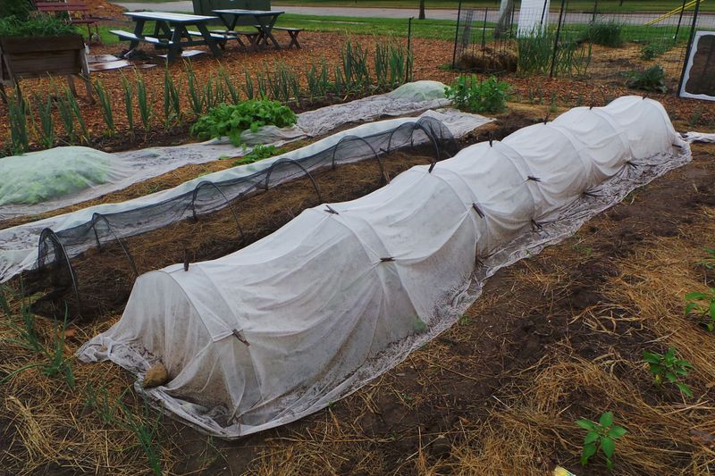 A cover can buy time, not make peppers frostproof