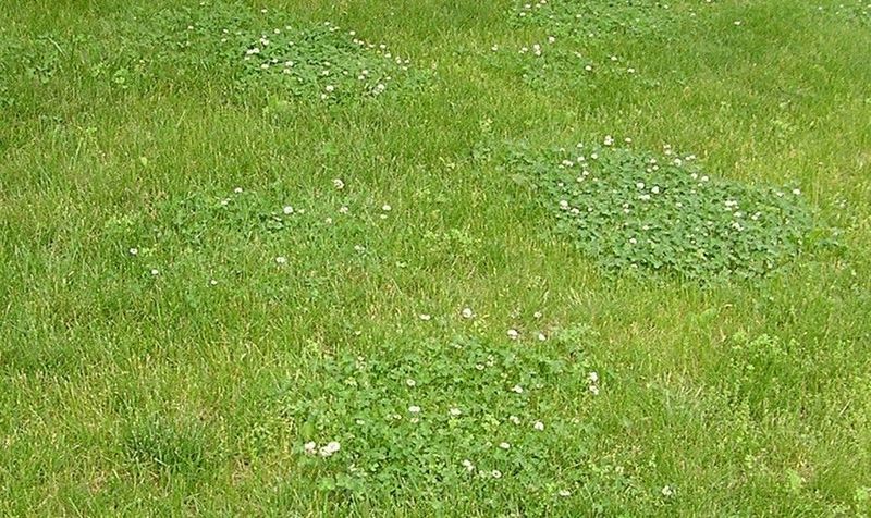 Clover may reveal weak turf or poorly matched management