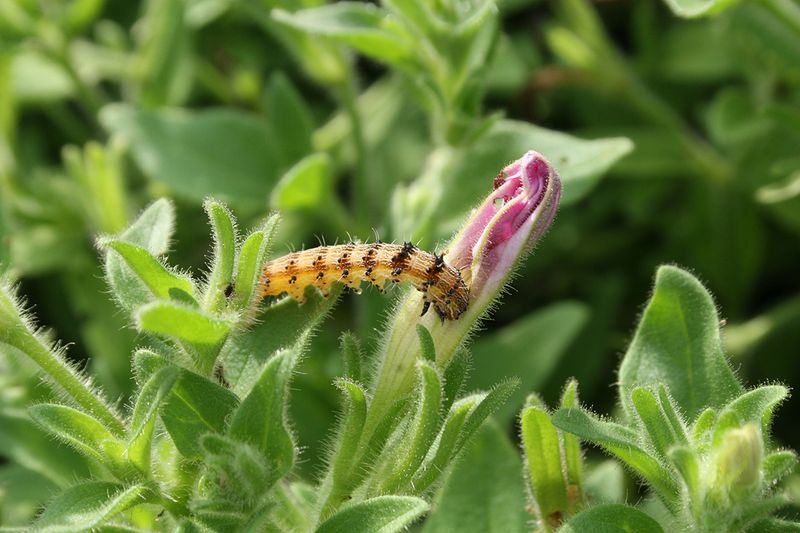 Outsmart Budworms Before They Ruin the Show