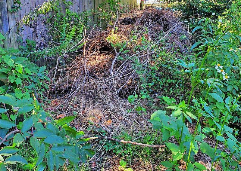 Support anoles by protecting the habitat they already use