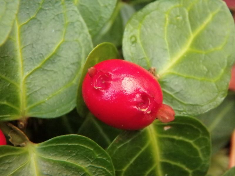 Partridgeberry (Mitchella repens)