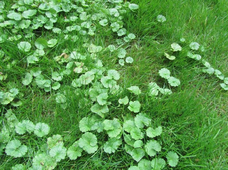 In a lawn, the scale of the infestation changes the plan