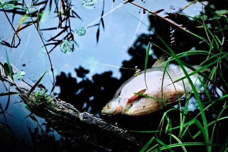 A Snapping Turtle Cannot Diagnose or Fix a Fish Kill