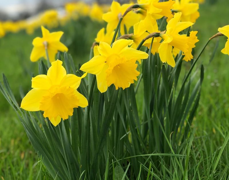 Daffodils and Alliums
