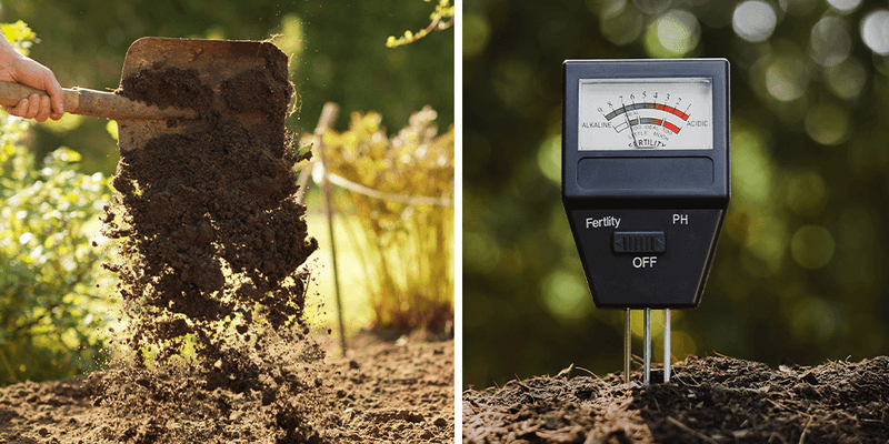 Test the Soil pH