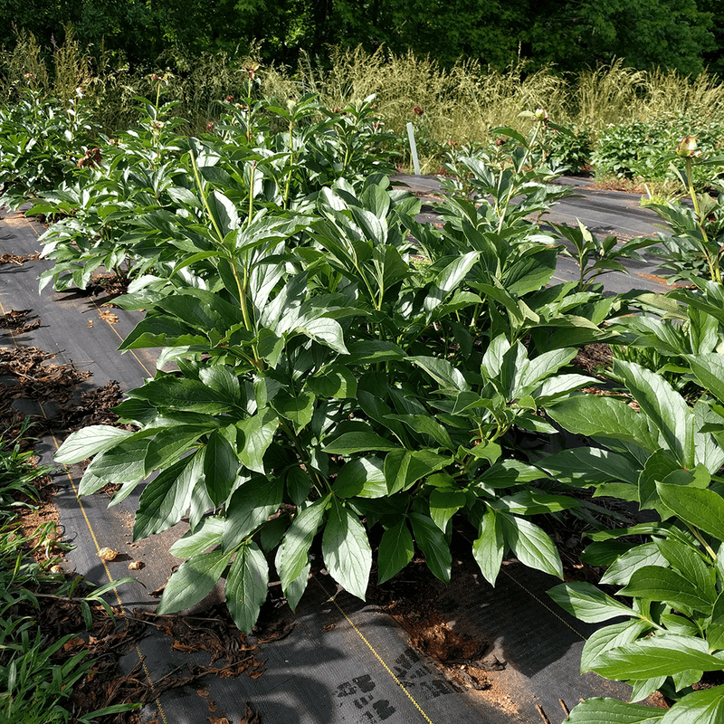 Leave the healthy foliage standing all summer