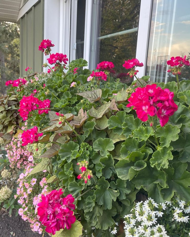 Pause Extra Feeding When the Geranium Is Already Lush