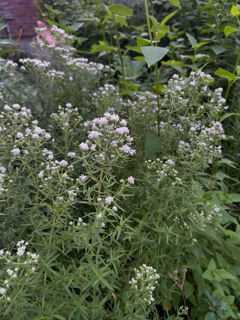 Use mountain mint as one living layer of a resilient bank