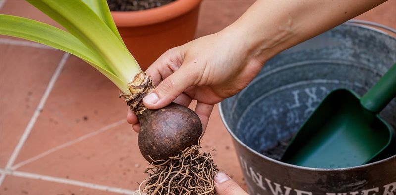 Stress from Frequent Transplanting or Oversized Pot