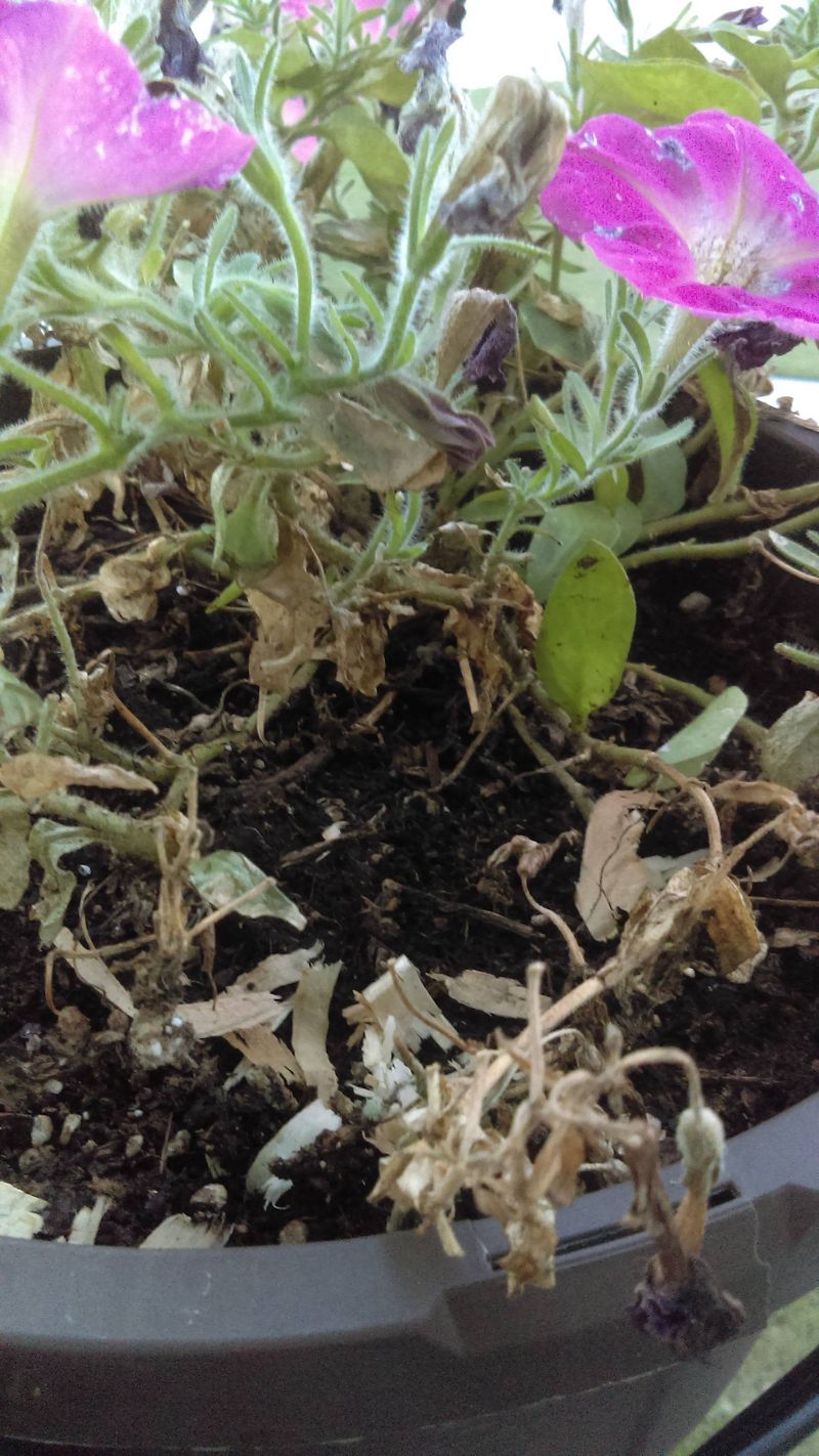 Mistake: Improper Watering Habits