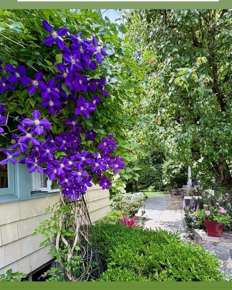 Clematis