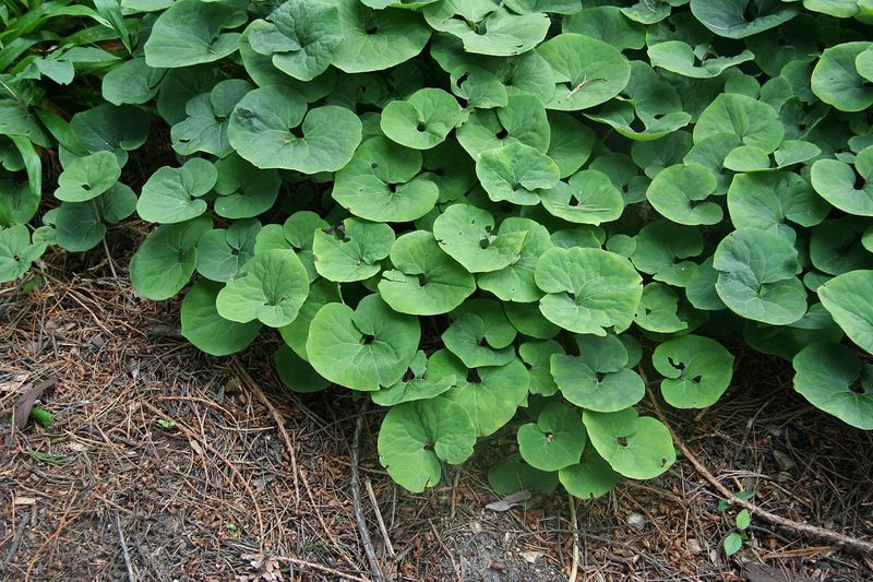 Wild Ginger