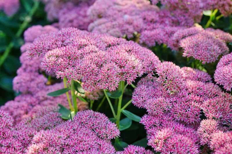 Sedum ('Autumn Joy' / 'Autumn Fire')