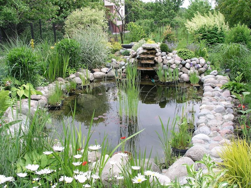 A garden pond can support more than the adult you see
