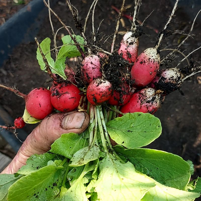 Radishes