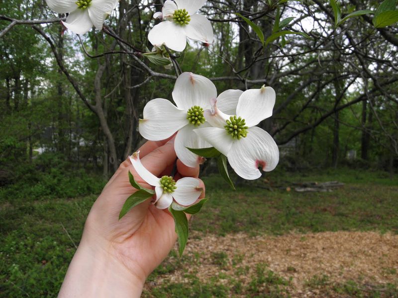 Dogwood (Cornus spp.)